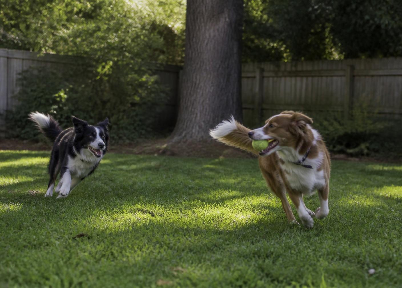 Two dogs running and playing fetch in a fenced green backyard